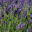 Lavandula angustifolia.png